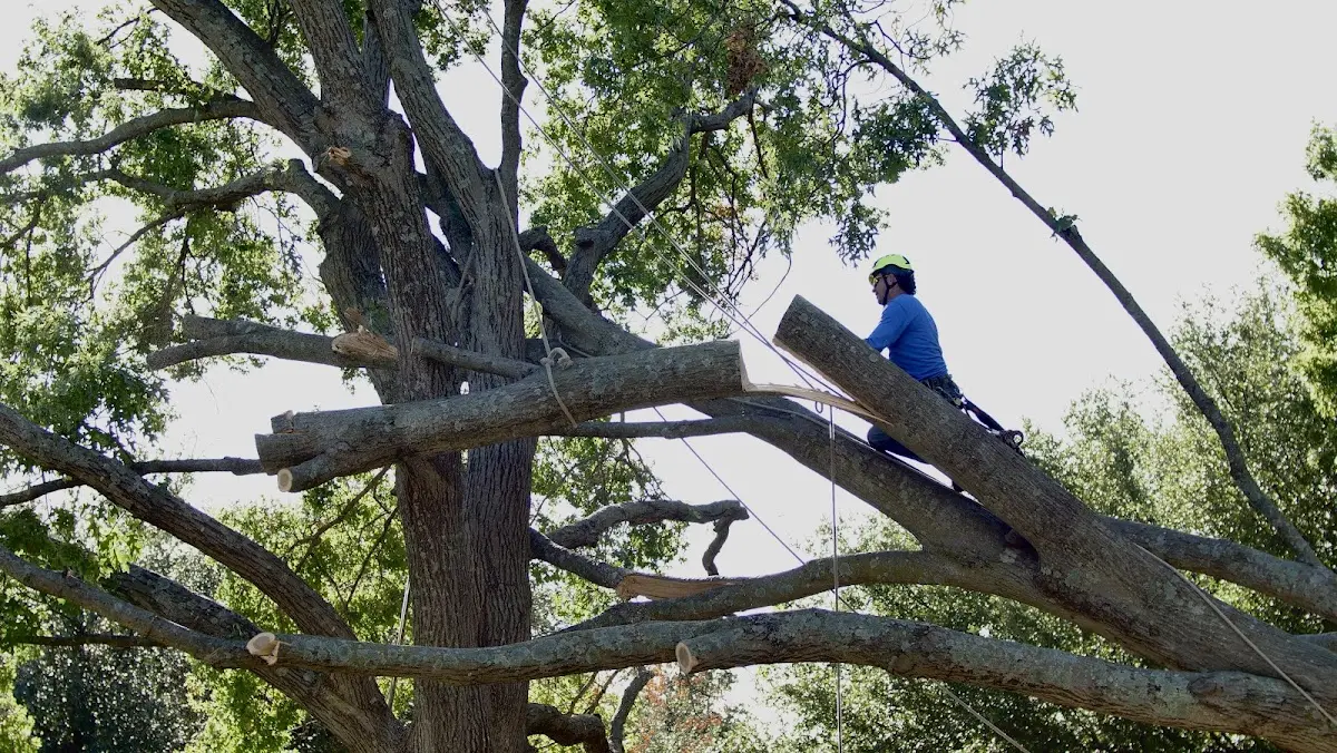 Professional Crown Thinning performed by certified arborists in Bradford